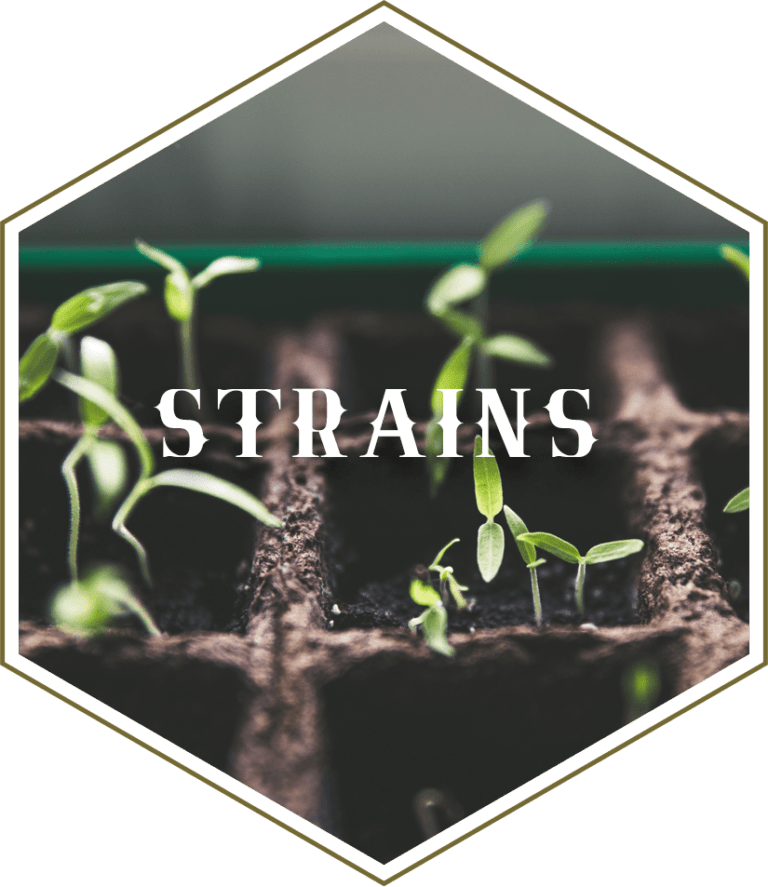 Terpenes for Cartridges Terpenes for Carts Gold Coast Terpenes