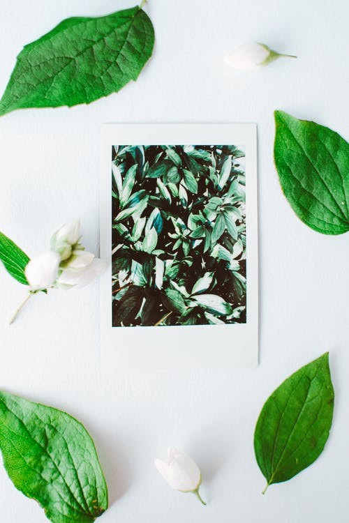 Basil Leaves Surrounding A Polaroid Shot of Basil Leaves on a White Surface