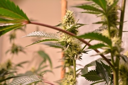 : Cannabis plant blooming