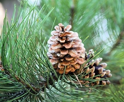 Pine cone blossoming in the woods