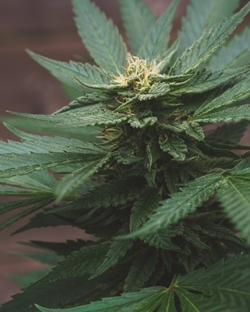 A closeup shot of cannabis plant.