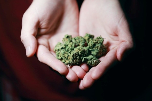 A person holding some cannabis in their hands.