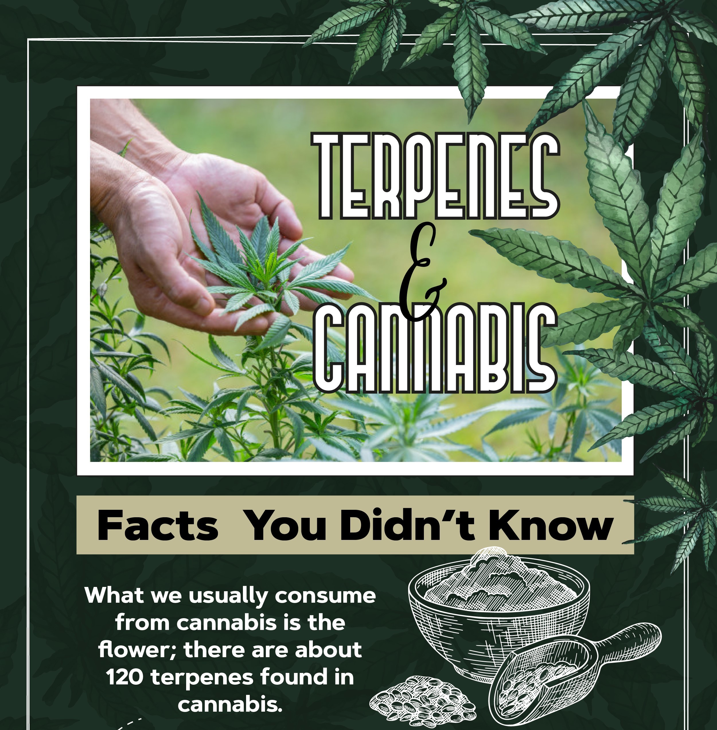 Facts you didn't know about terpenes and cannabis
