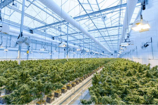 ample space and light can boost terpene levels in marijuana crop