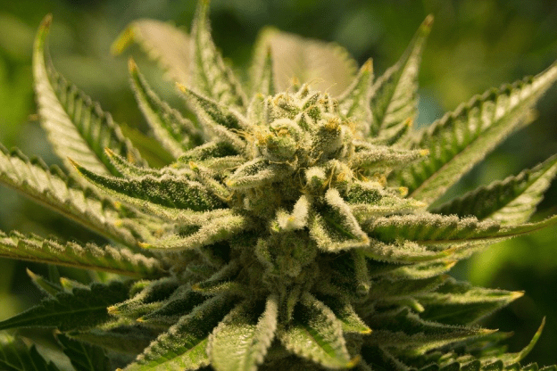 slightly stressed trichomes can produce more terpenes