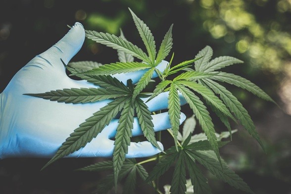 A person wearing blue gloves and holding cannabis plant