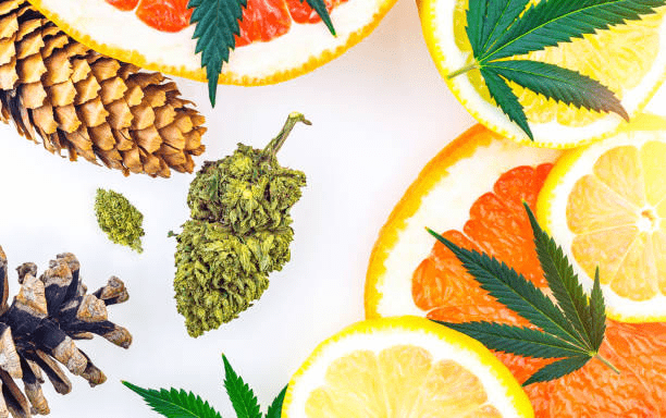 Different fruits and plants used to extract terpene