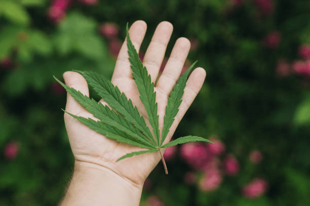 A branch from sativa plant