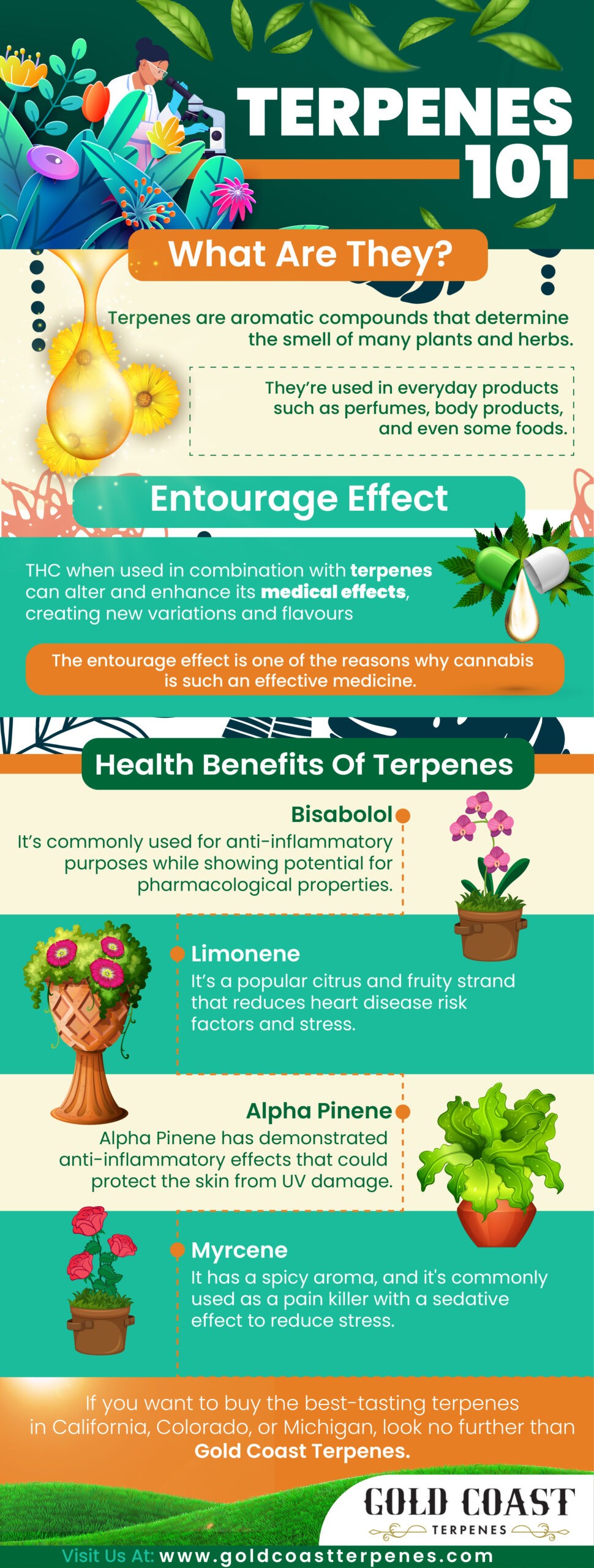 Terpenes 101 - Infograph