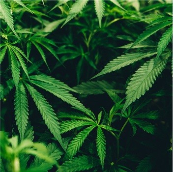 Cannabis plants full of flavored terpenes in Colorado 