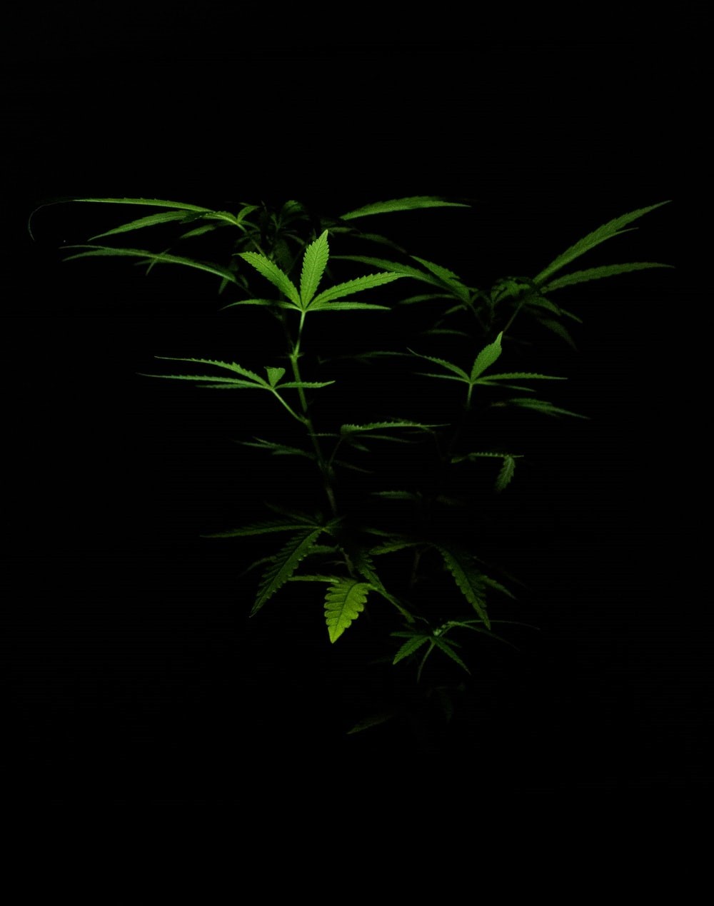 a green marijuana plant