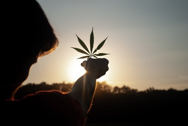 A man holding cannabis plant