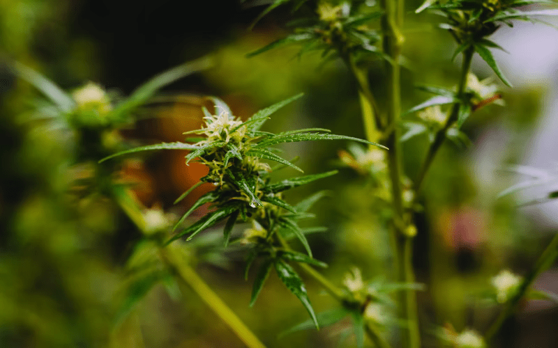 Terpenes creating aroma in wild cannabis plants