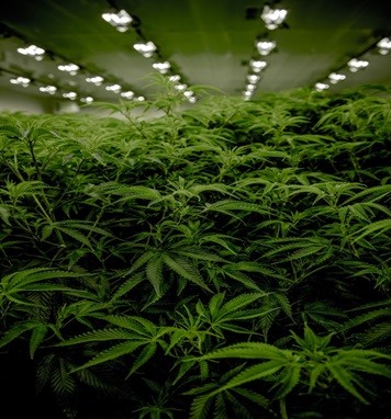 Cannabis plant growing underground