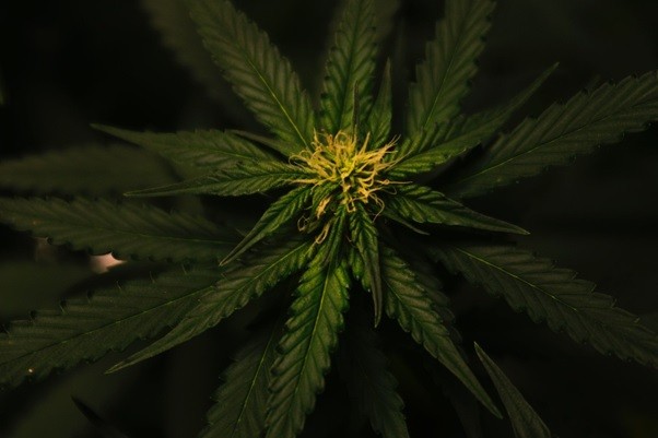 Dark green cannabis plant