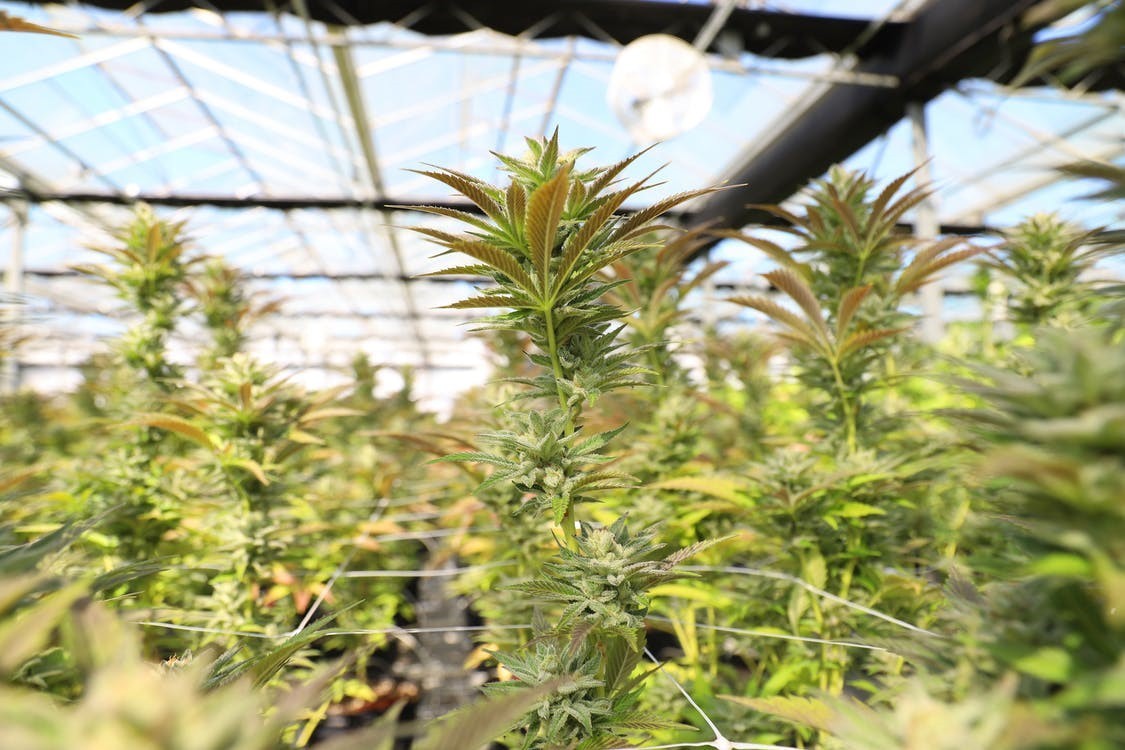 A cannabis plantation