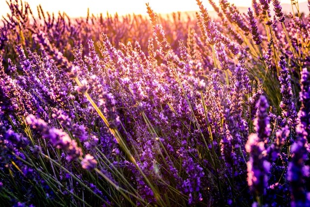 Field of lavender flower