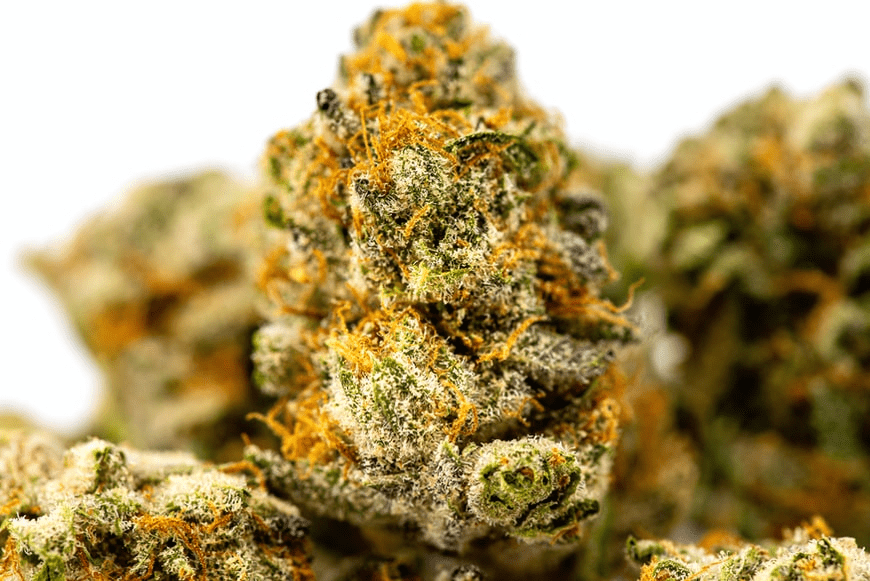 A strain with high CBD levels