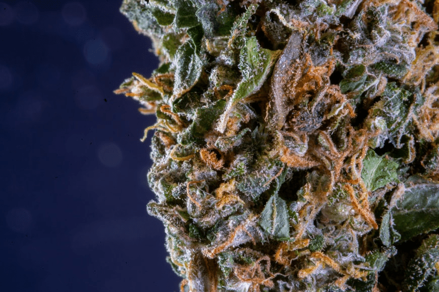 A strain with high THC levels