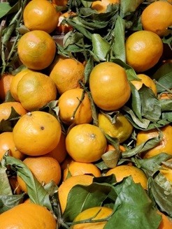 Terpenes contained in citrus fruit