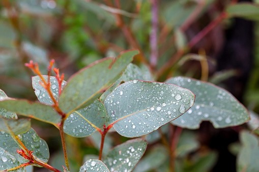 A Eucalyptus plant in rain