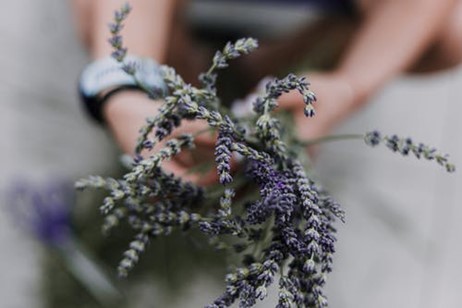 Holding a Lavender Plant