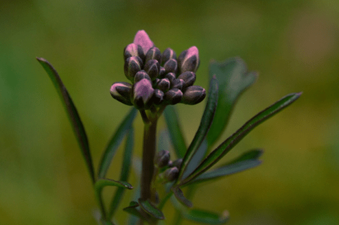 Purple flower bud