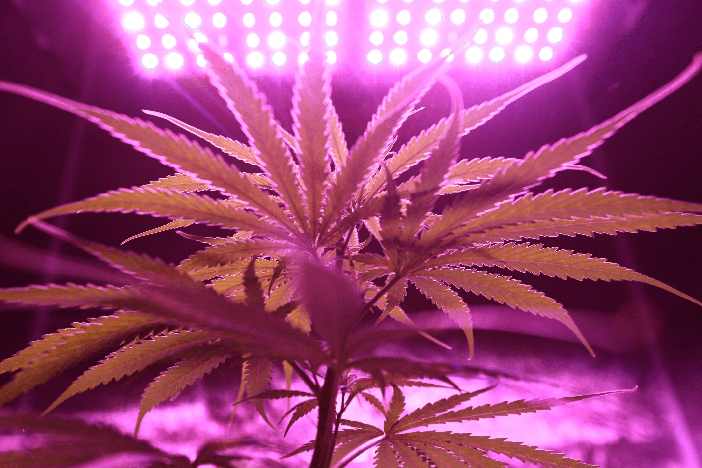 Cannabis plant in UV light