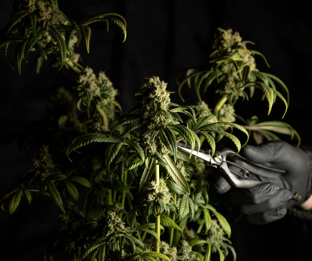 A hand trimming a marijuana plant