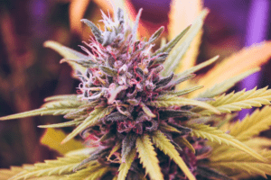 a marijuana plant