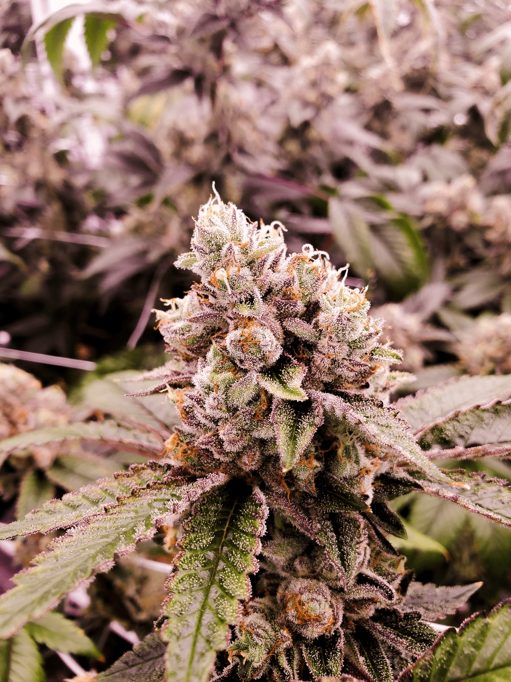 A marijuana flower bud