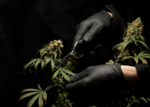A marijuana plant being trimmed