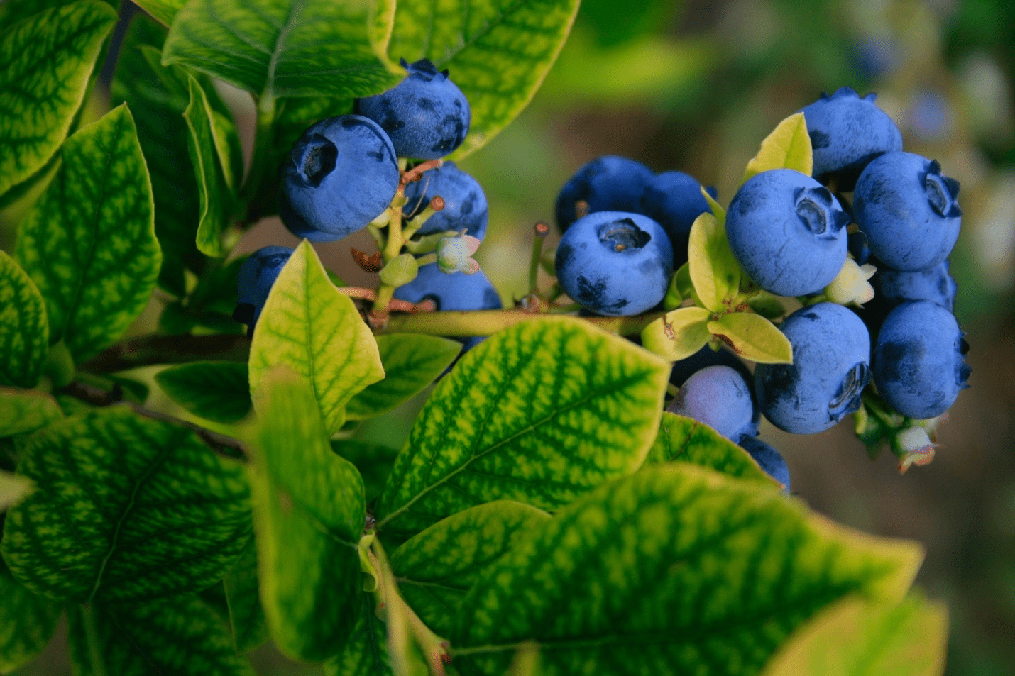 Blueberries on a Tree