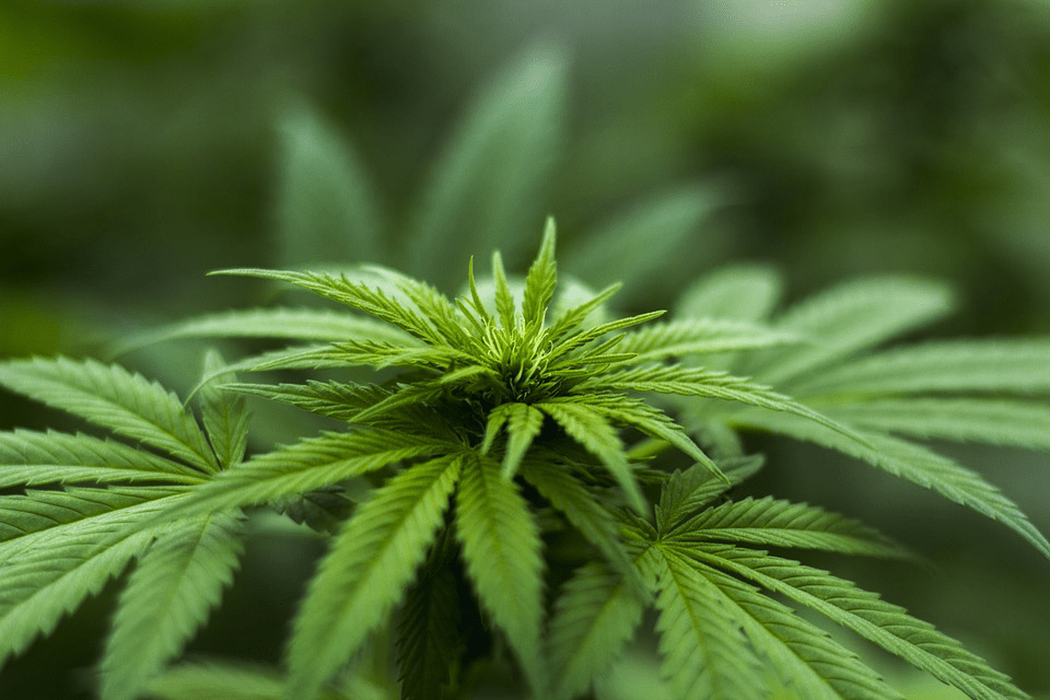 A cannabis leaf