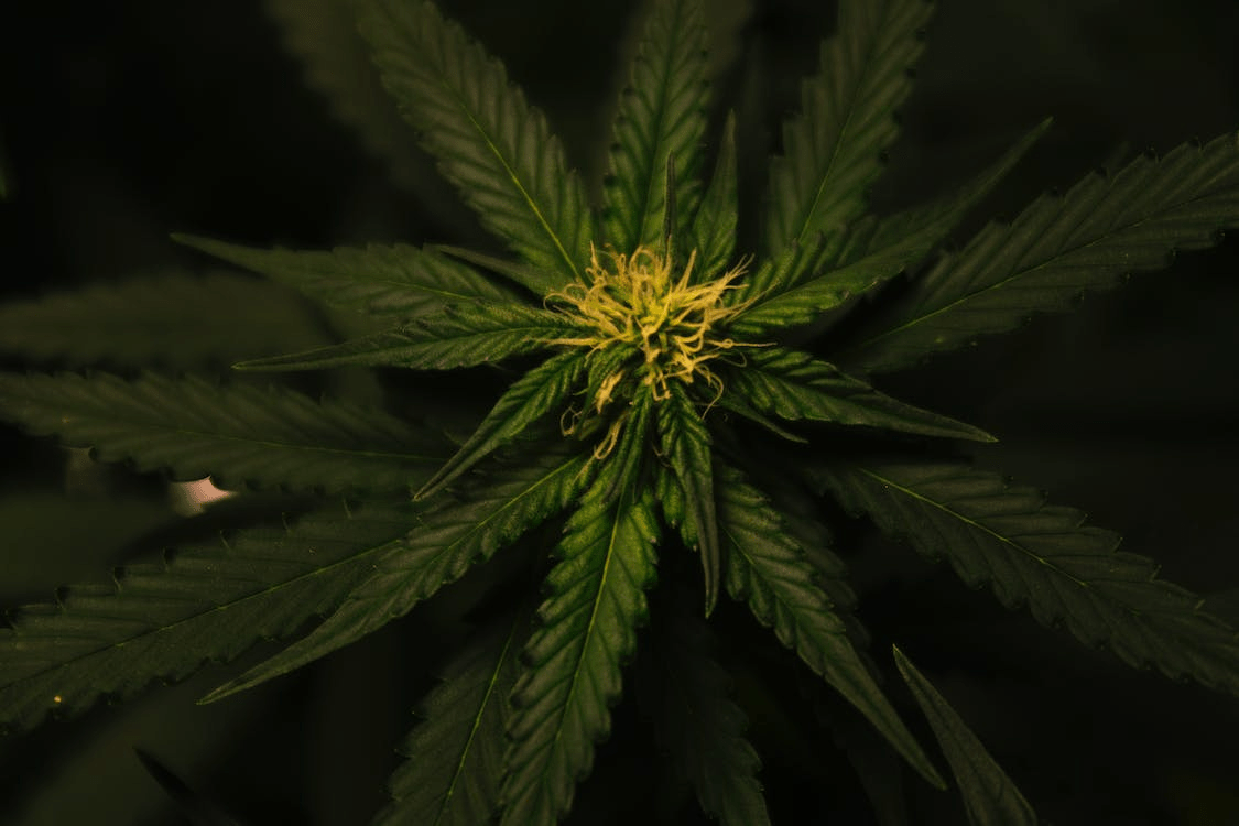 Cannabis terpenes