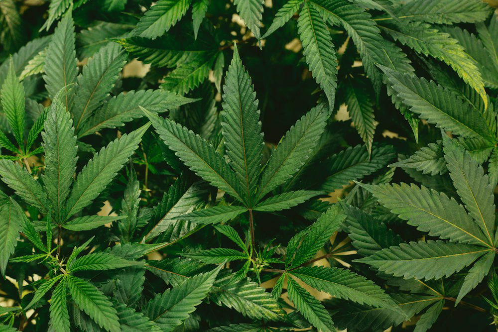 A cannabis plant pictured for cannabis content marketing