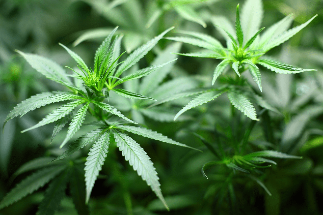  A plant with cannabis flavor