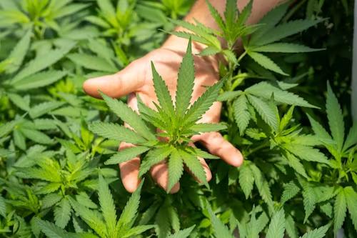 An image of a cannabis plant