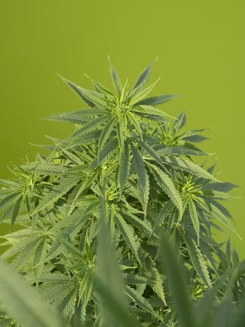 An image of a cannabis plant