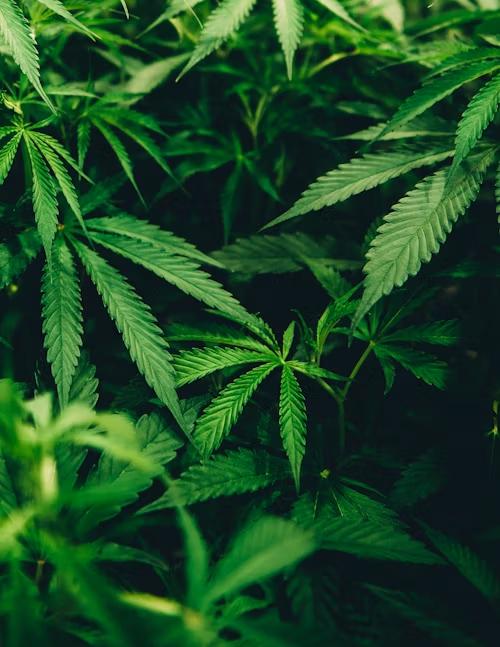 An image of a cannabis plant  