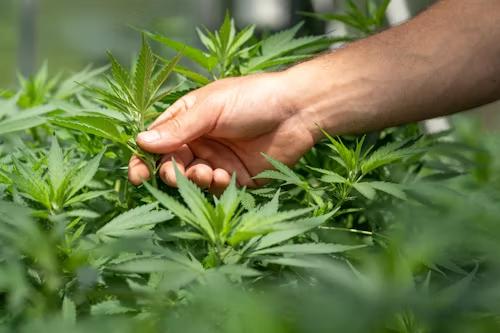An image of a person holding a cannabis plant  
