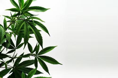 An image of a cannabis plant  