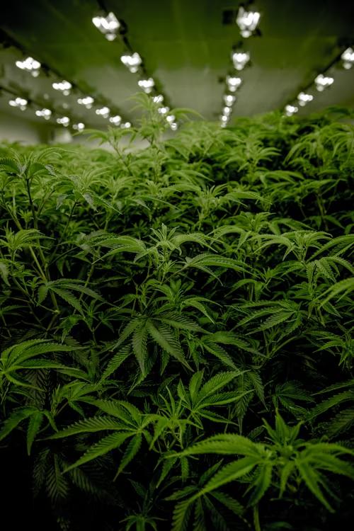 An image of cannabis plants growing indoors  