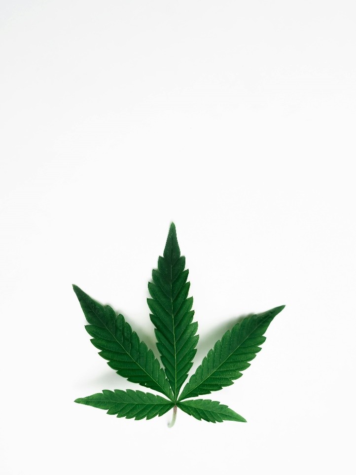 Cannabis leave in focus