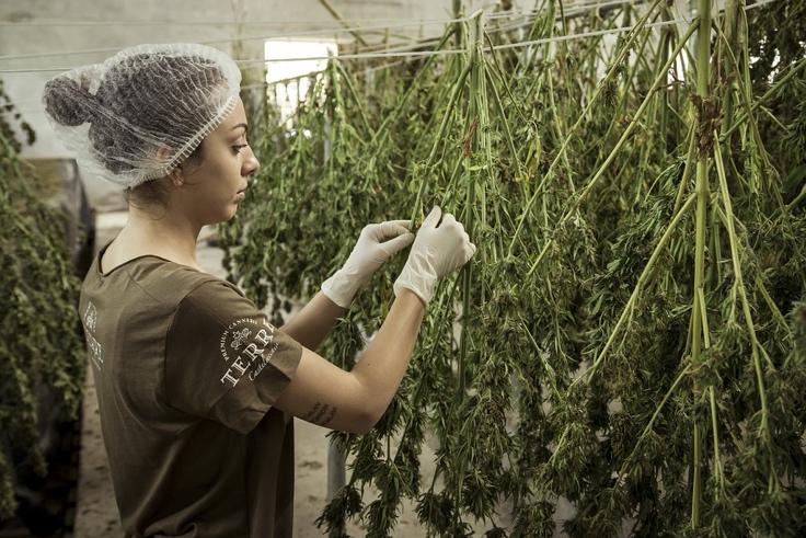 A woman working inside a CBD dispensary in Massachusetts