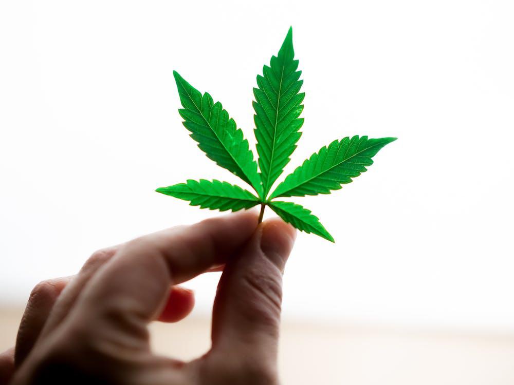 A cannabis leaf