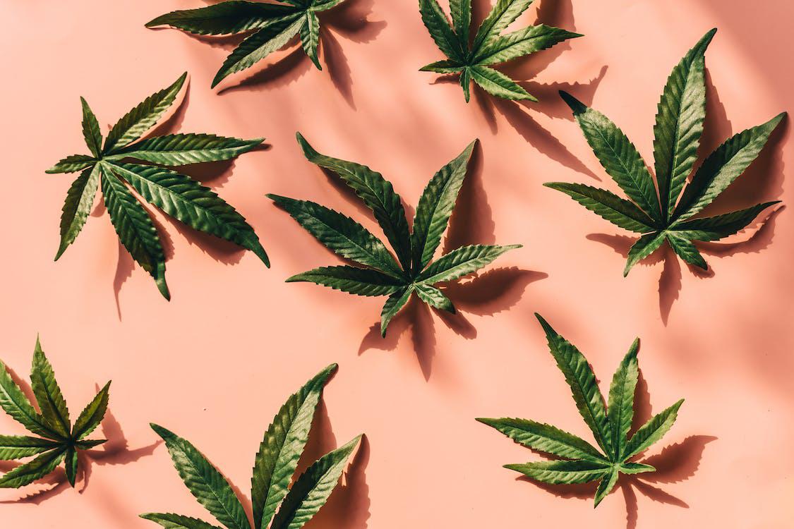  Cannabis Leaves
