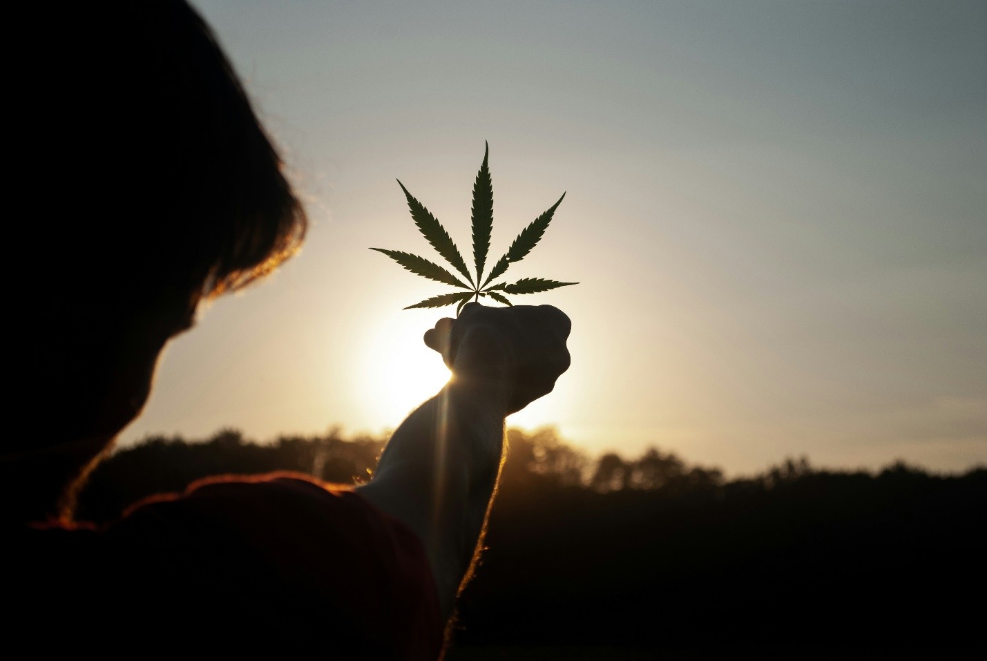 silhouette of a person holding a leaf