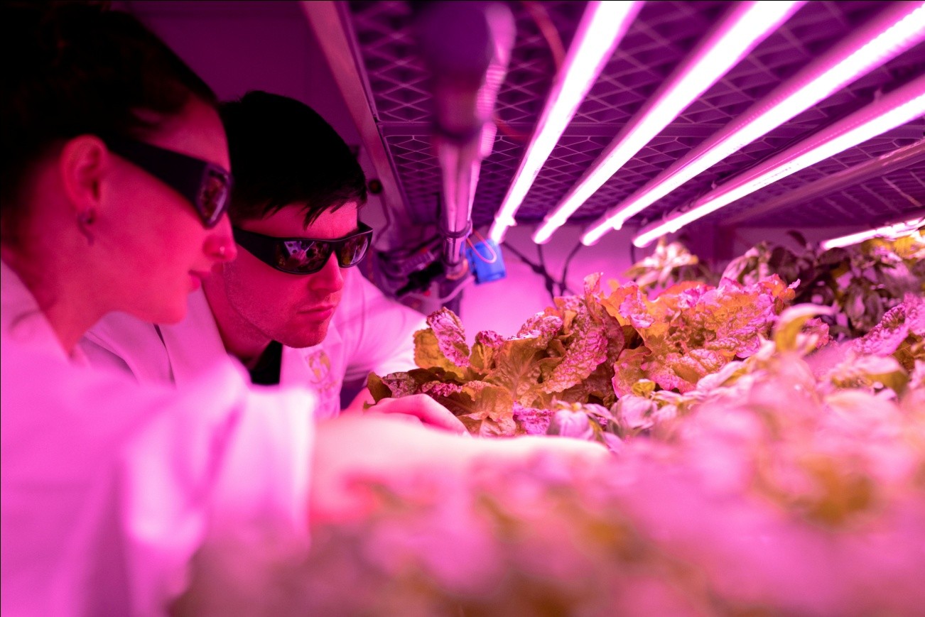 two agricultural engineers observing plants