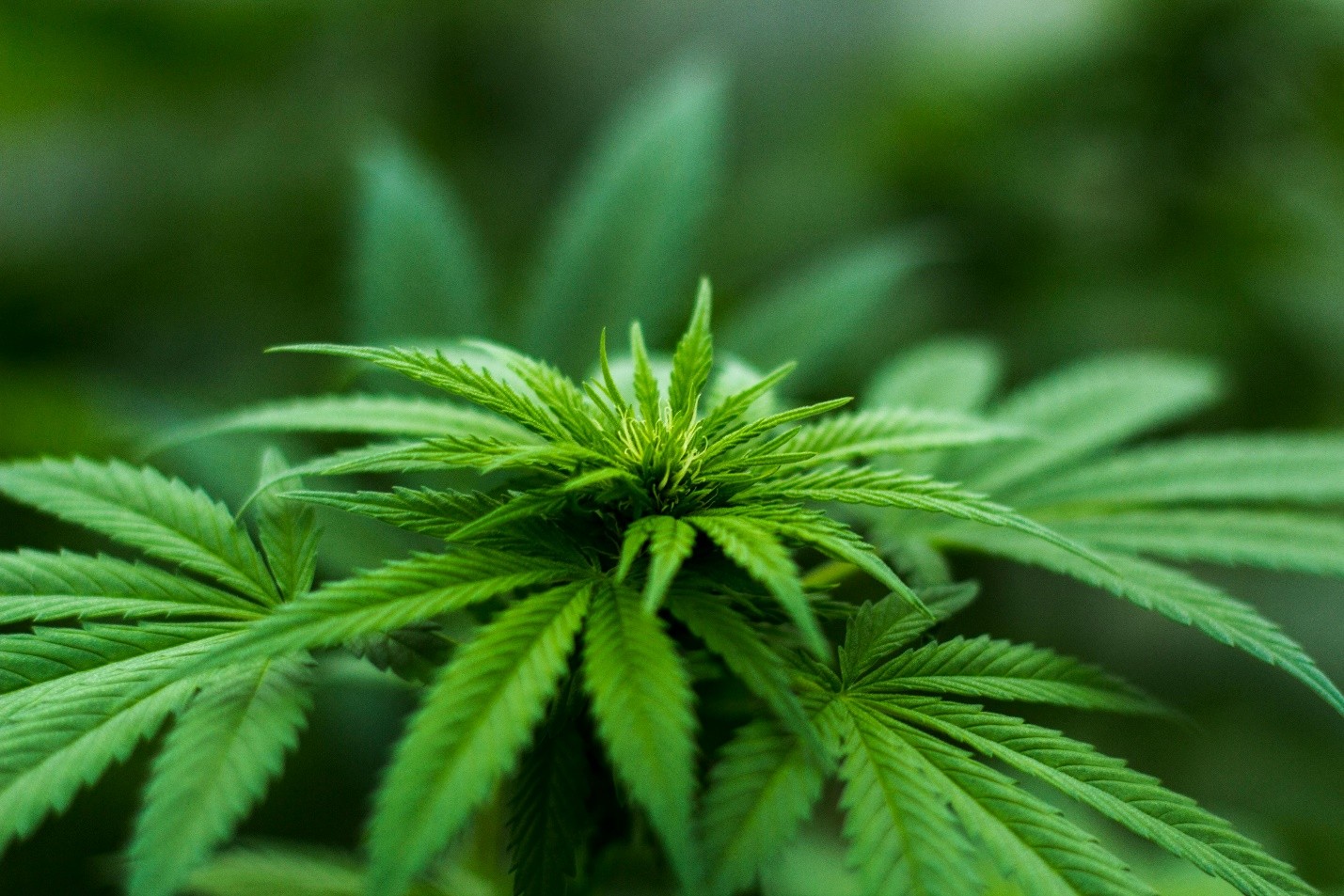 a cannabis plant